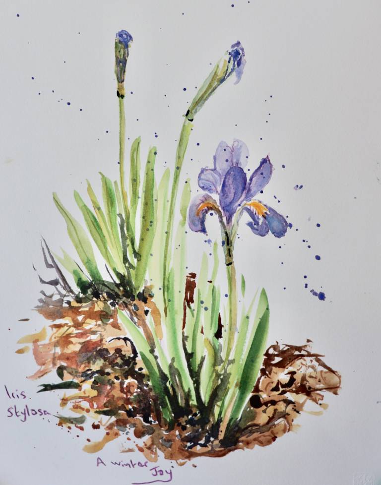 Irises - Perdi Goldsmith