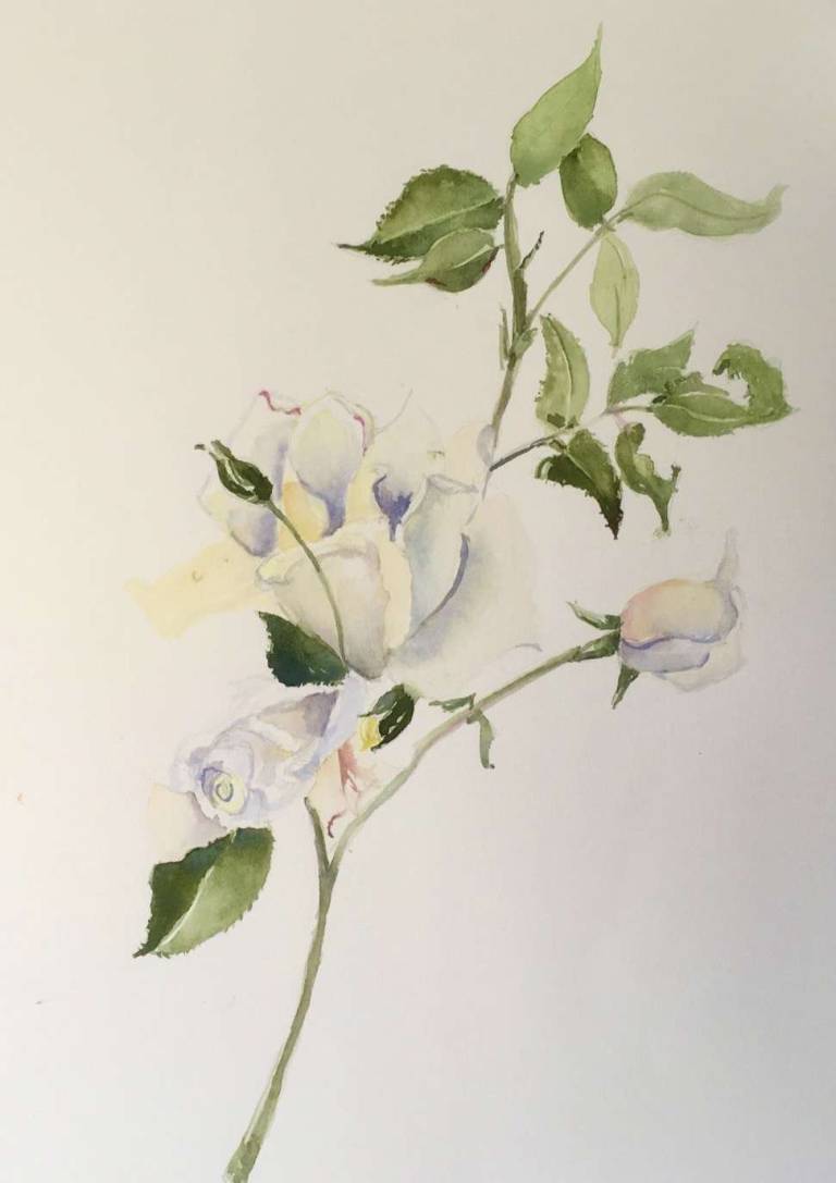 White Rose - Perdi Goldsmith