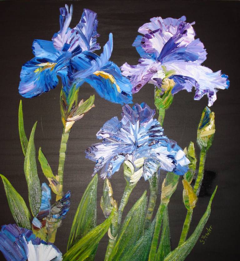 Blue Irises (60 x 60cm)  SOLD - Sheila Fowler