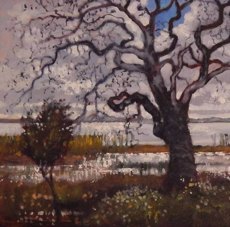 Lakeside, the Lonely Tree II - Stella Clarke