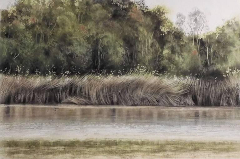 Murray River Reeds - Stella Clarke