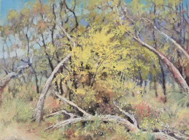 Grampians Spring - Stella Clarke