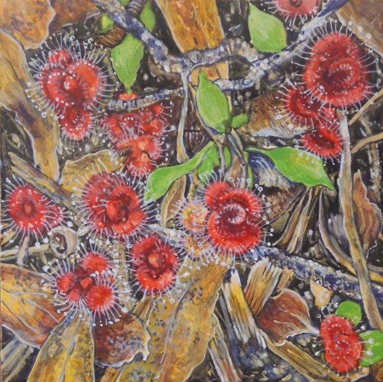 Focus on Sundews - Stella Clarke