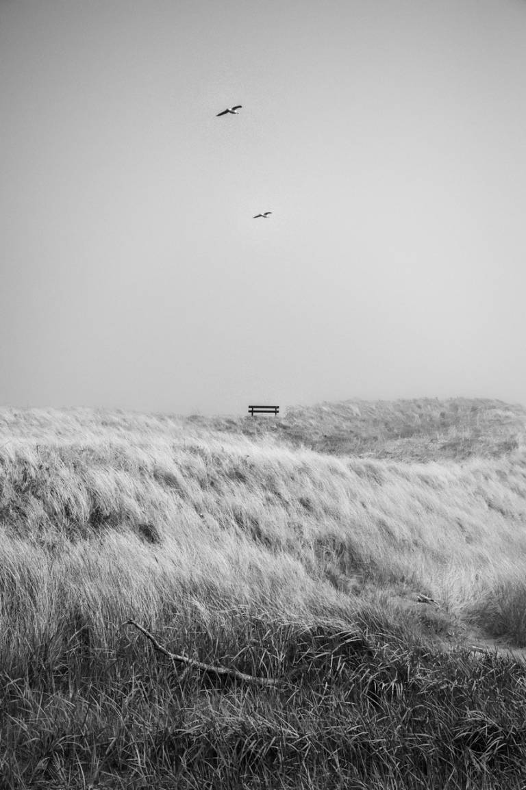Bench - Sarah Morton