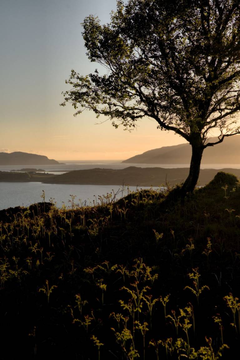 Cauldron of the Plaid - Bill  Baillie