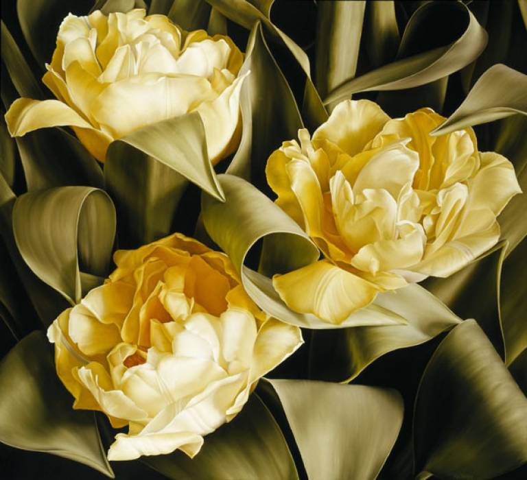 Tulipa Verona - Mia Tarney