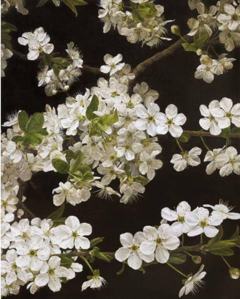Cherry Blossom - Mia Tarney