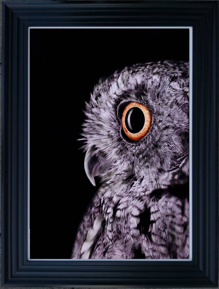 Owl - Martin Reid