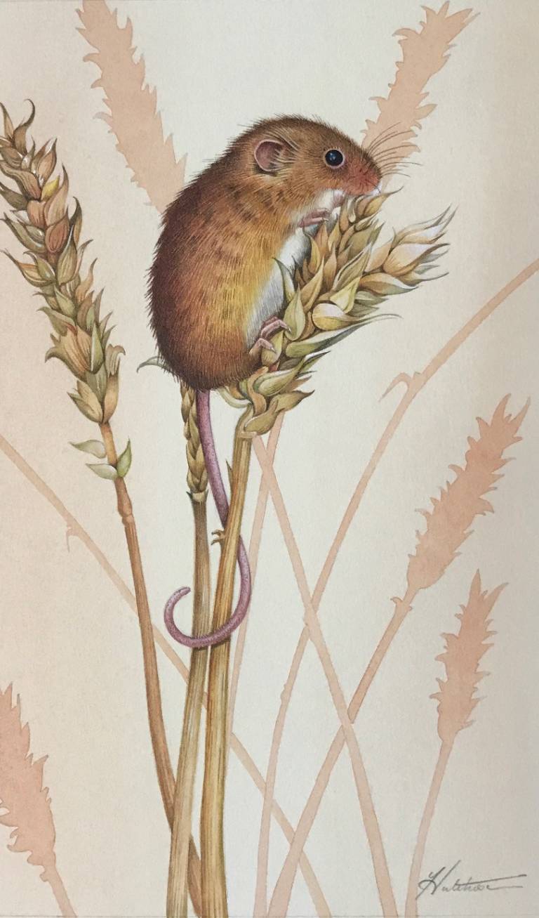 'Harvest Mouse' - Susan Hutchison