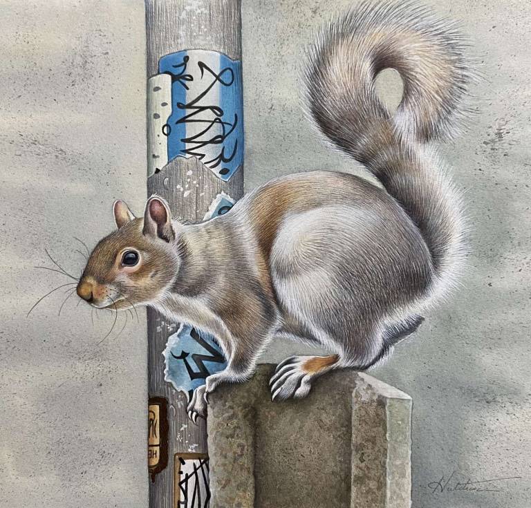 Urban Squirrel - Susan Hutchison