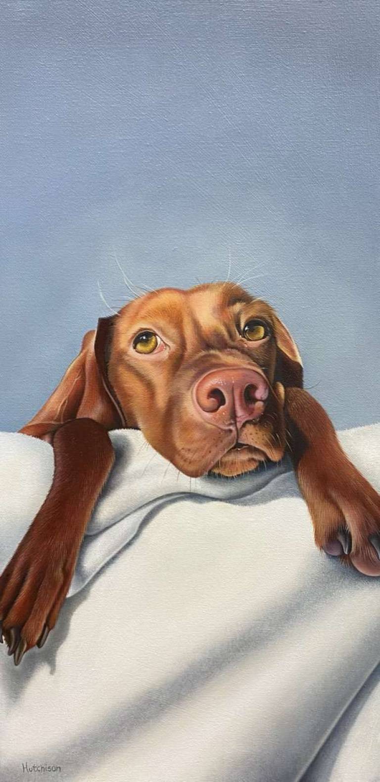 'Dog Tired' - Susan Hutchison