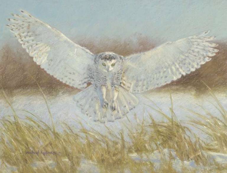 Michael Hepburn - Silent Hunter (Snowy Owl)