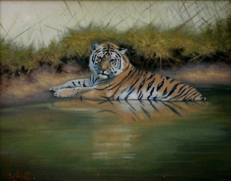 Tiger Resting 1  SOLD - Ian Fifield