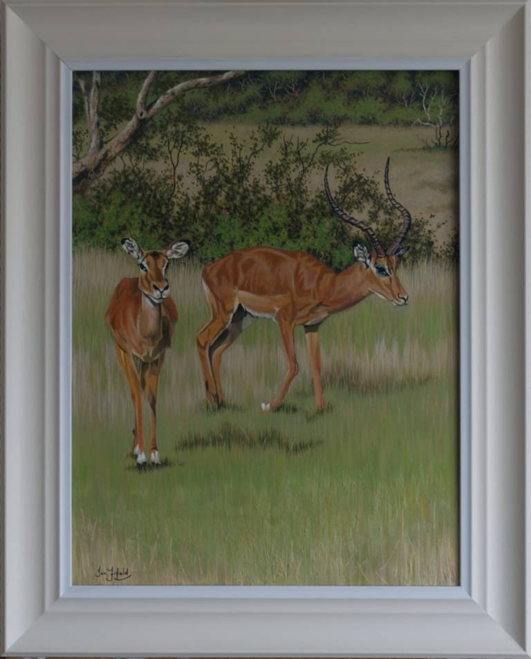 Impala in the Masai Mara - Ian Fifield