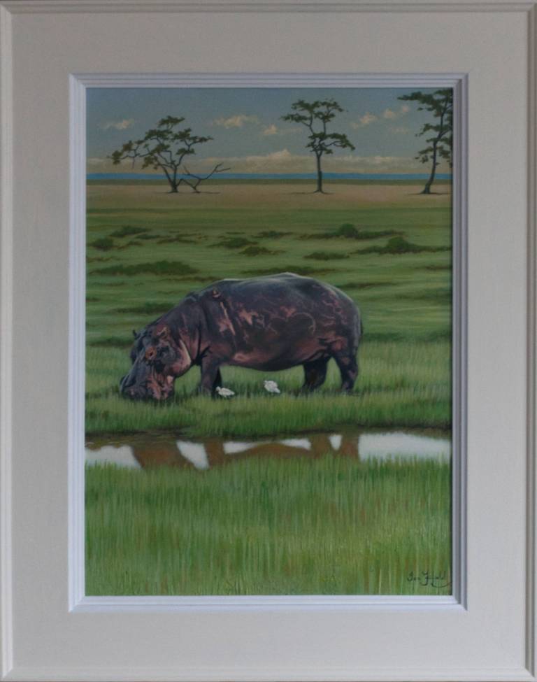 Hippo, Marshes at Amboseli - Ian Fifield