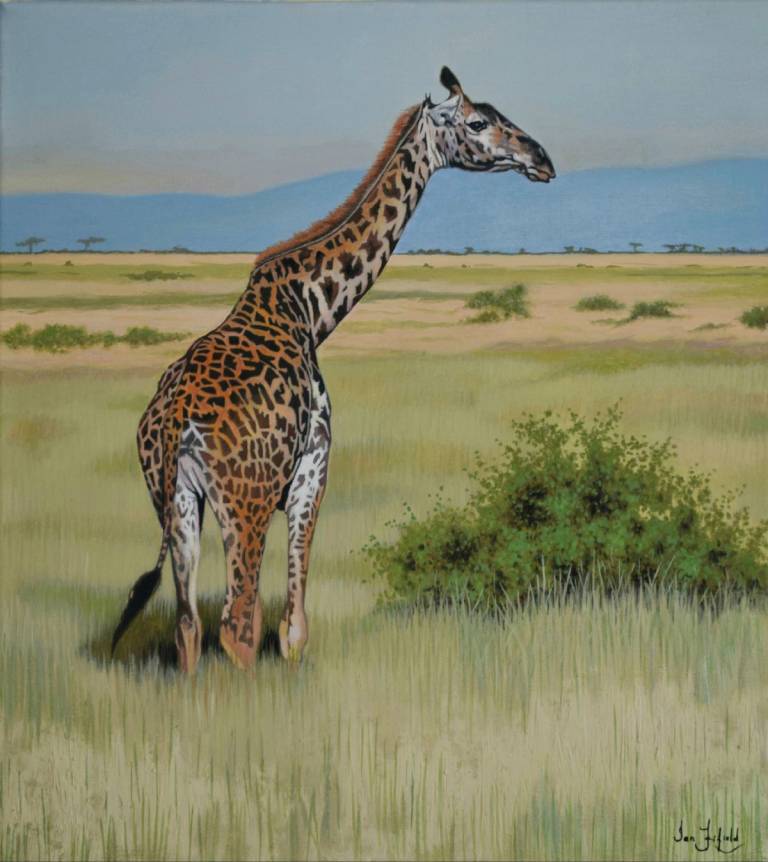 Masai Giraffe, Masai Mara - Ian Fifield