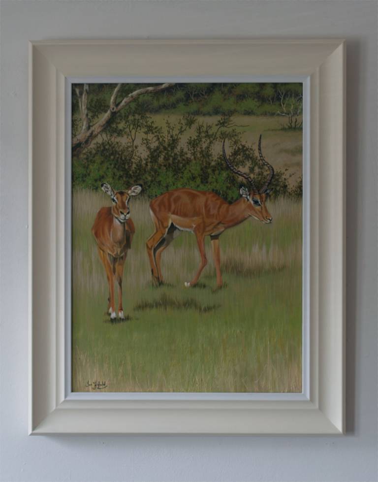 Impala in the Masai Mara - Ian Fifield