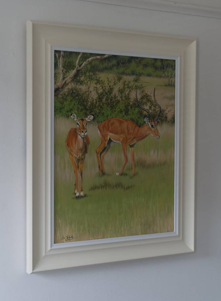 Impala in the Masai Mara - Ian Fifield