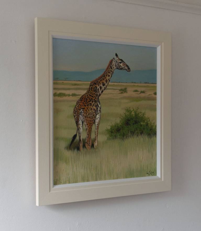 Masai Giraffe, Masai Mara - Ian Fifield