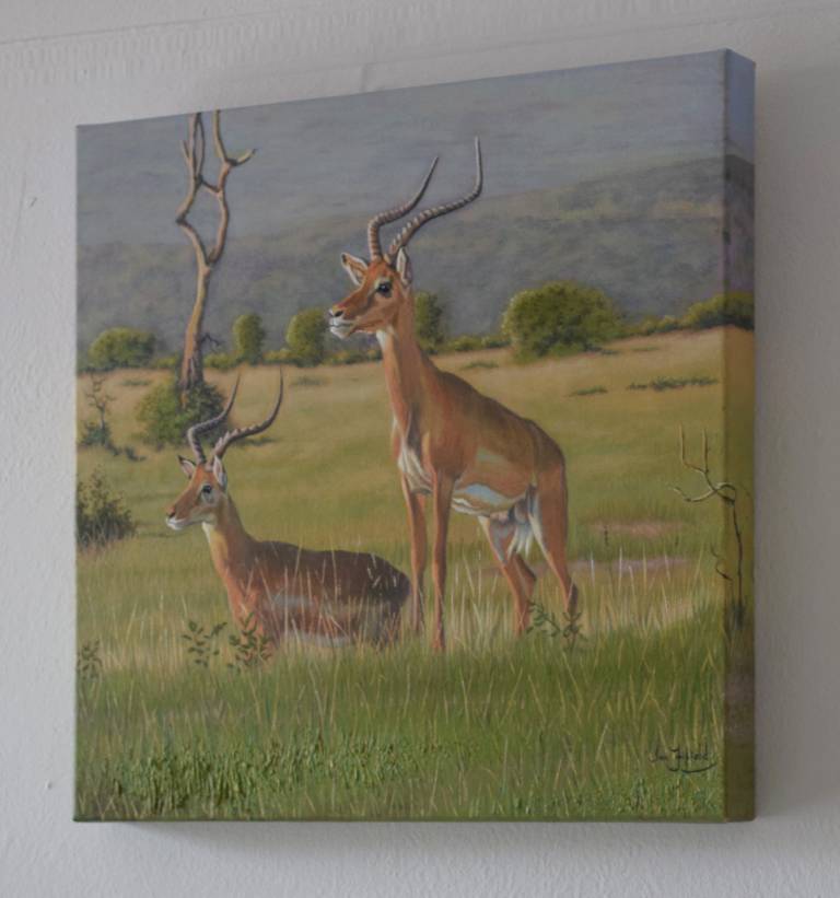 Impala Lookout, Masai Mara - Ian Fifield