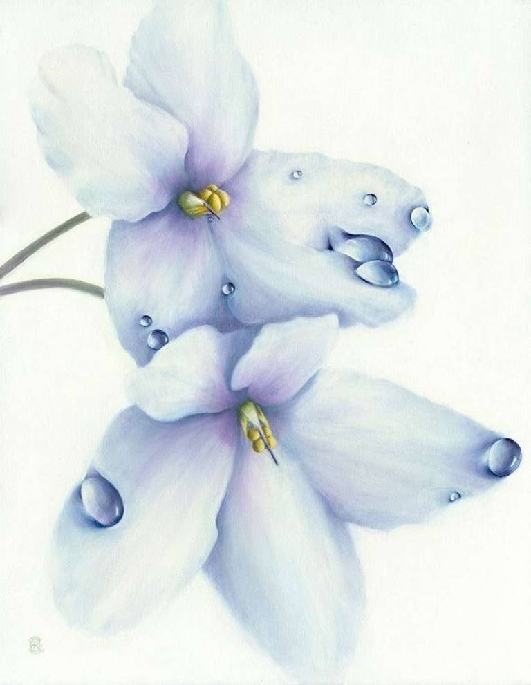 White African Violet - Dawn Kay