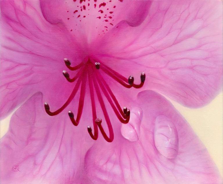 Pink Rhododendron - Dawn Kay