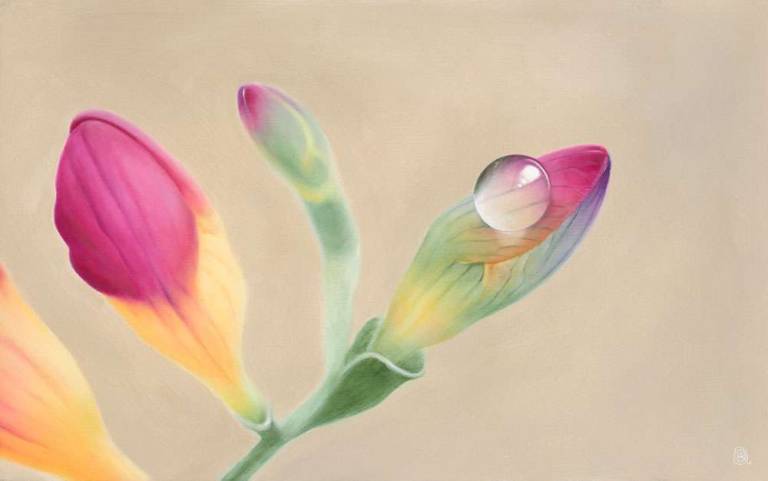 Rainbow Freesia Buds - Dawn Kay