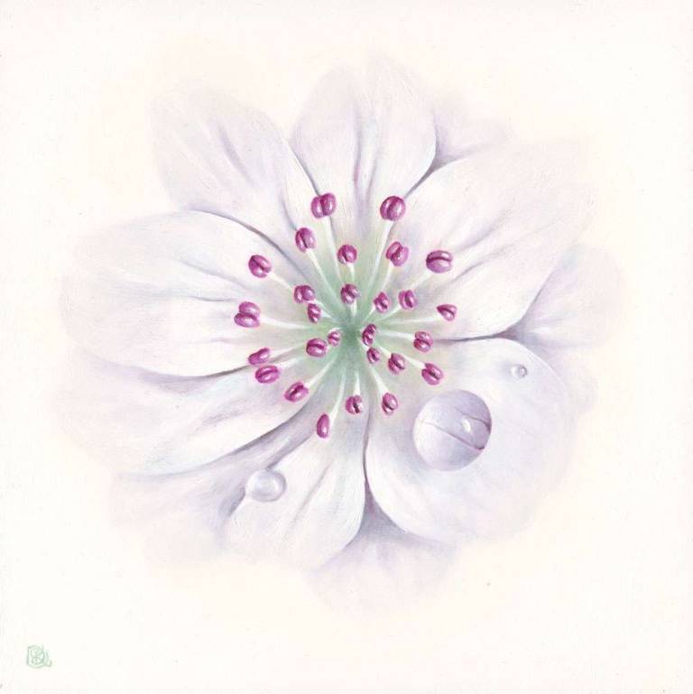 White Blossom - Dawn Kay