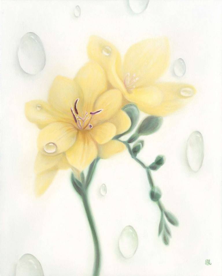 Yellow Freesia - Dawn Kay