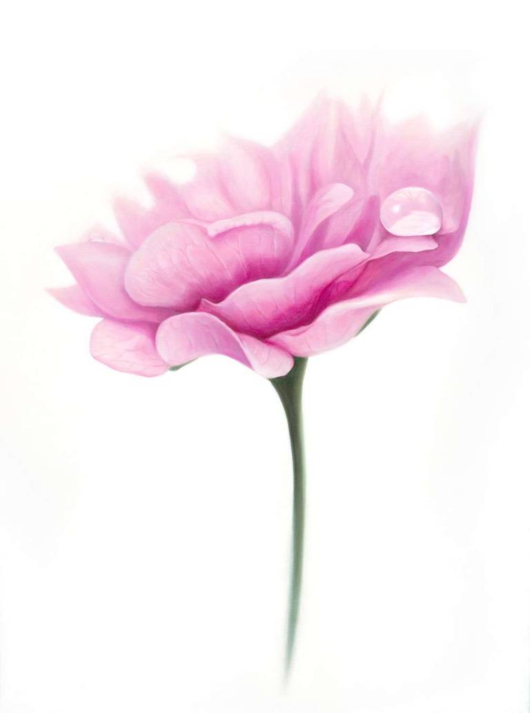 Pink Blossom & Raindrop - Dawn Kay