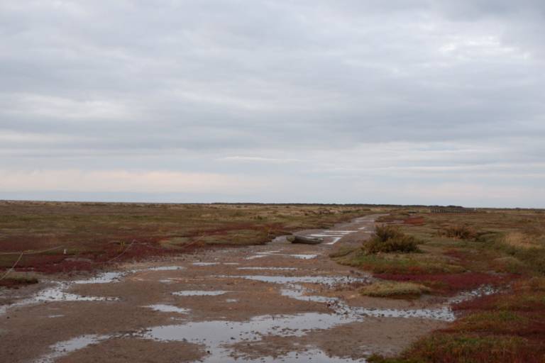 Introducing my latest project - Salt Marsh - 