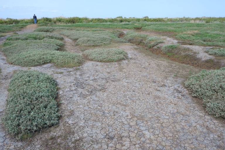 Introducing my latest project - Salt Marsh - 