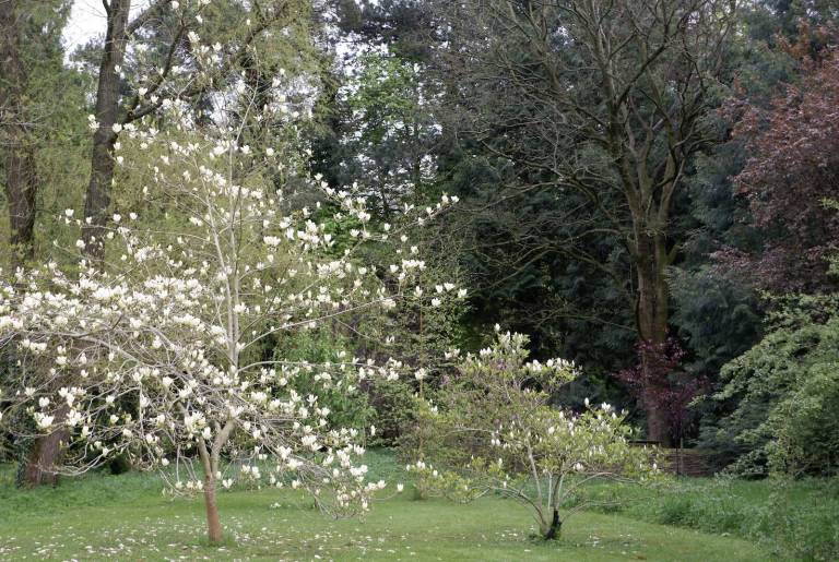 Spring Magnolia - Rebecca Styles