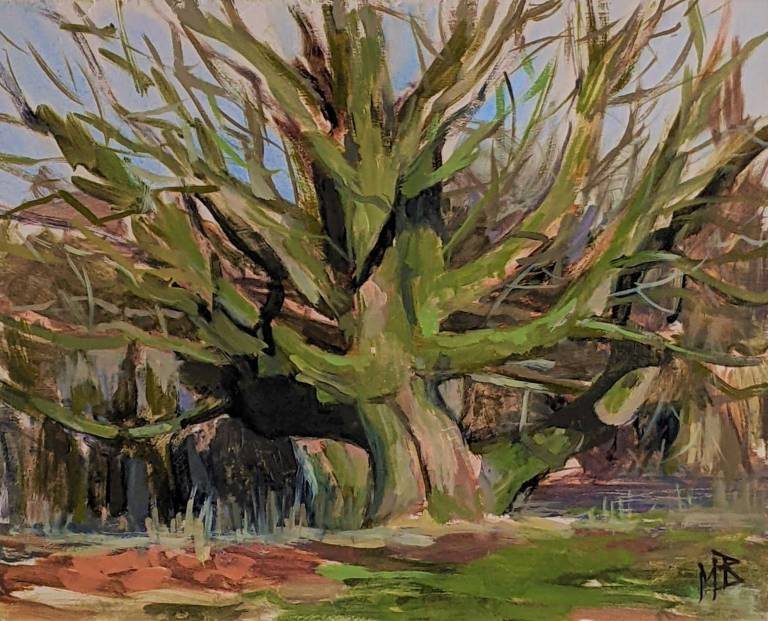 A Tree to Climb: Sycamore (Acer pseudoplatanus) - Mary Barnes