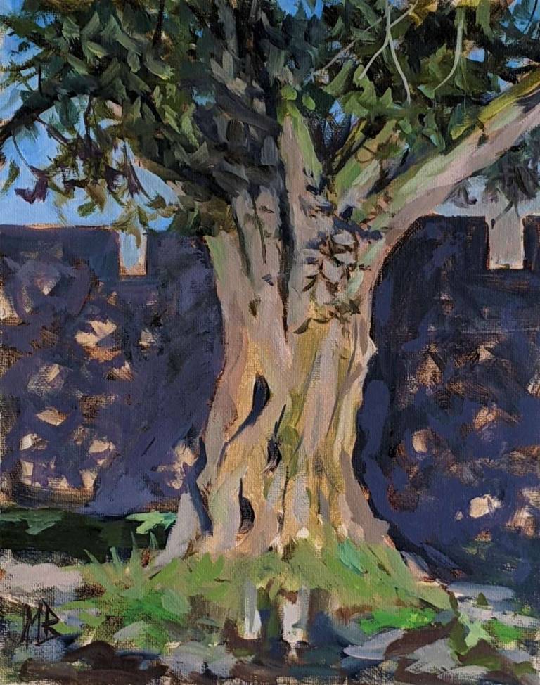 A Bishop's Oak: Holm oak (Quercus ilex) - Mary Barnes