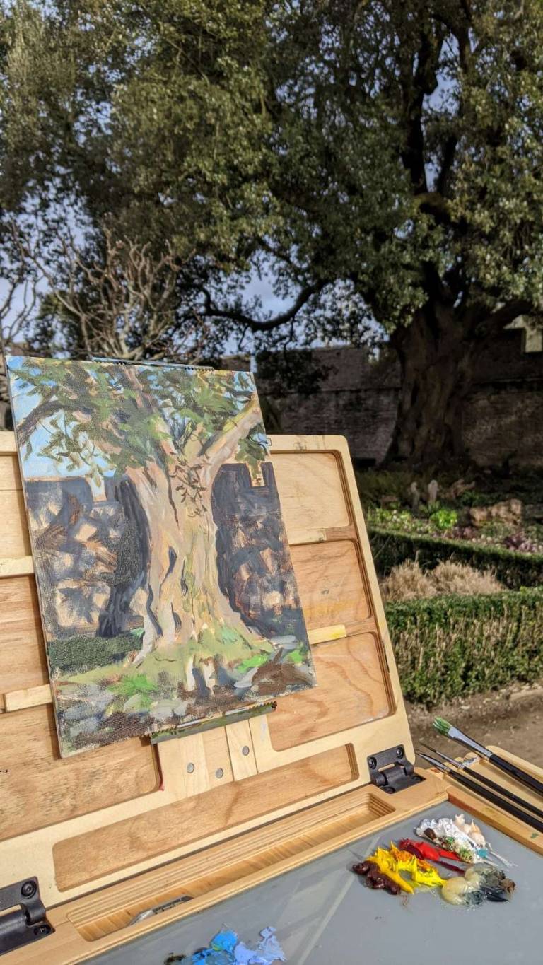 A Bishop's Oak: Holm oak (Quercus ilex) - Mary Barnes