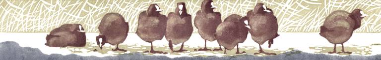 Thelma Sykes - Frieze  (coots on ice)