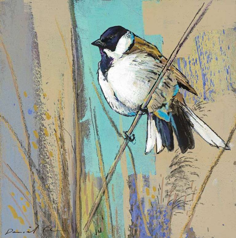 Reed Bunting - Daniel Cole Bird Prints
