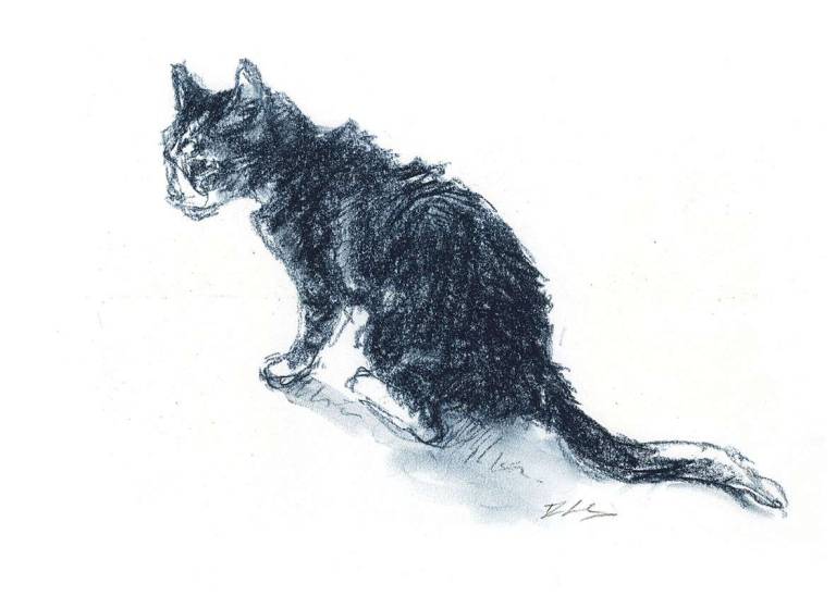 Old Cat Sketch 1 - Rachel Lockwood Sketch Prints