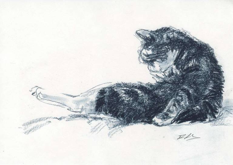 Rachel Lockwood Sketch Prints - Old Cat Cleaning Sketch 2