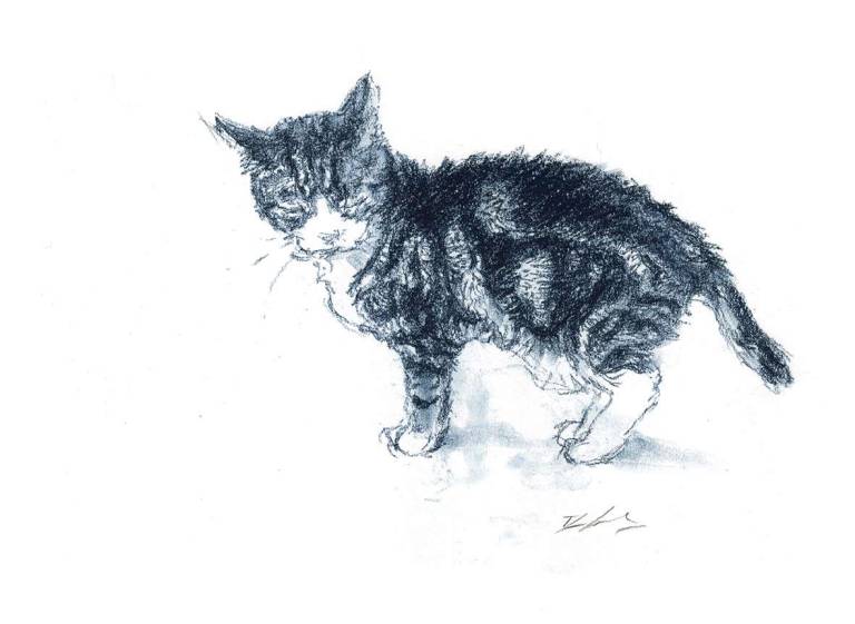 Old Cat Sketch 4 - Rachel Lockwood Sketch Prints