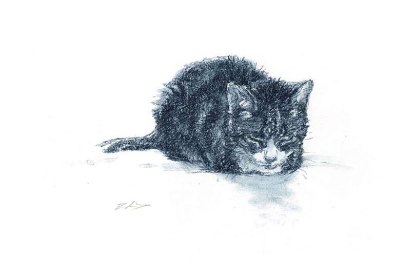 Rachel Lockwood Sketch Prints - Old Cat Sketch 5