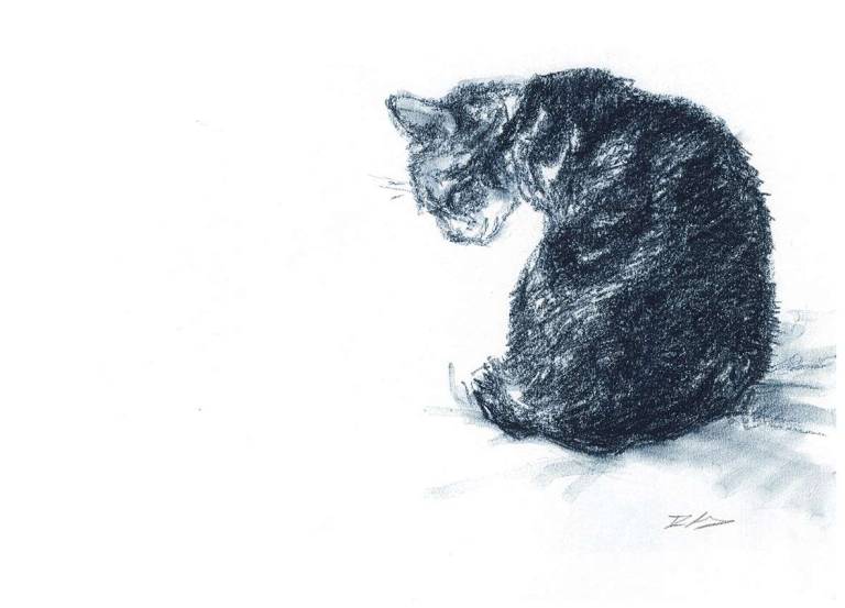 Rachel Lockwood Sketch Prints - Old Cat Sketch 6