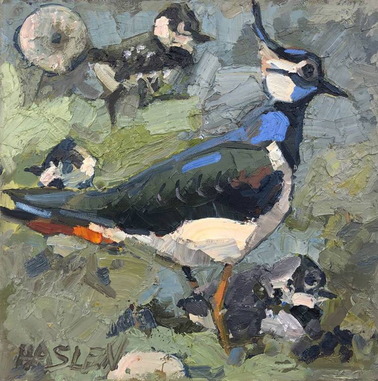 Andrew Haslen - Lapwing and Chicks