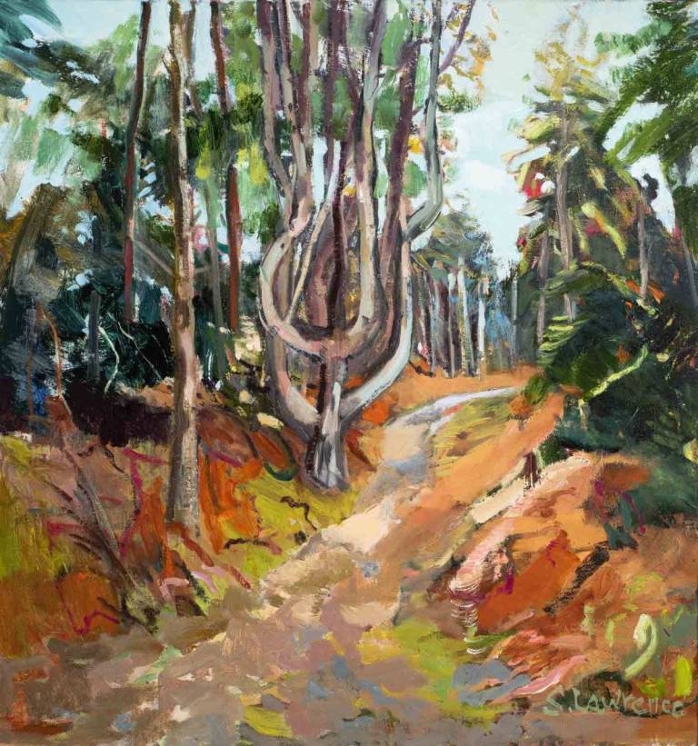 Holkham Woodland Walk - Pinkfoot Gallery