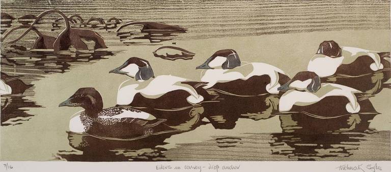 Eiders in Convoy - Triptych - Thelma Sykes