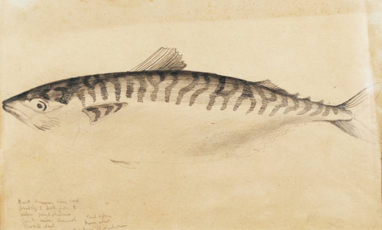 Christopher Wood - Fish Study, London Aquarium