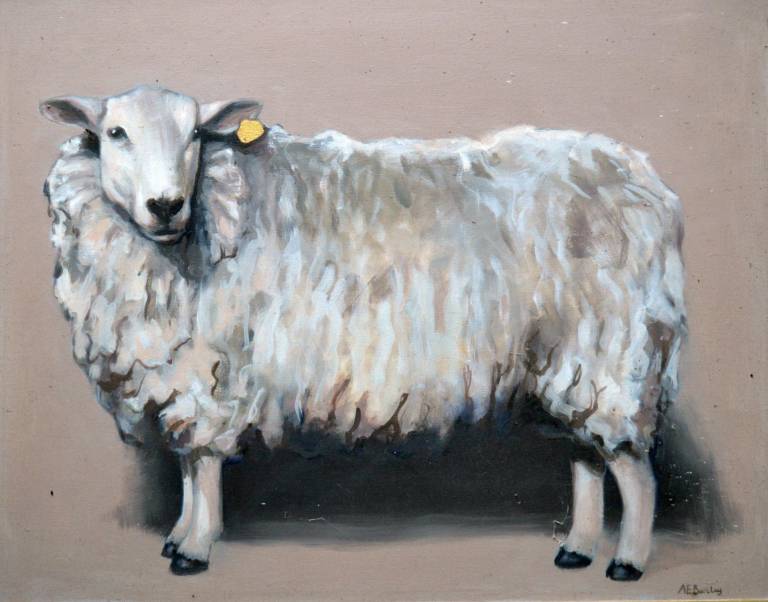 Antonia Barclay - Sheep