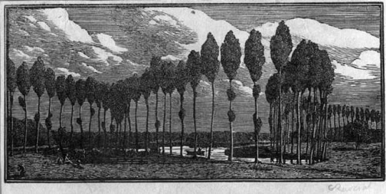 Poplars - Gwen Raverat