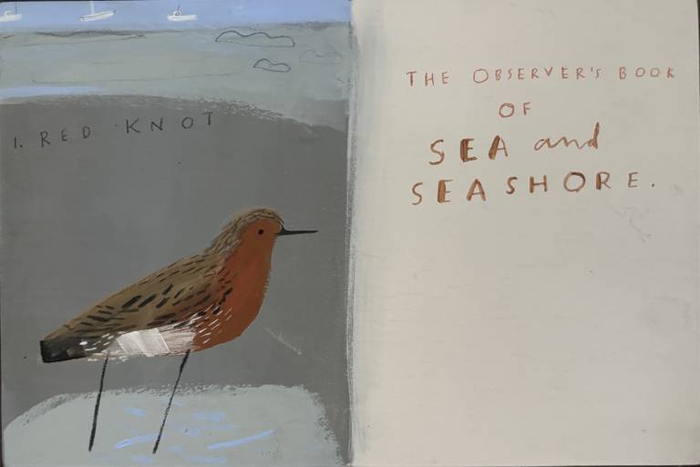 Red Knot - Janine Burrows